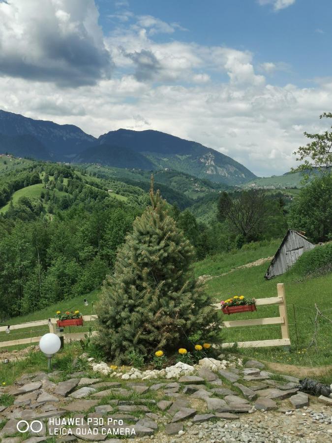Готель Cabanuta Din Munti Моєчу-де-Жос Екстер'єр фото