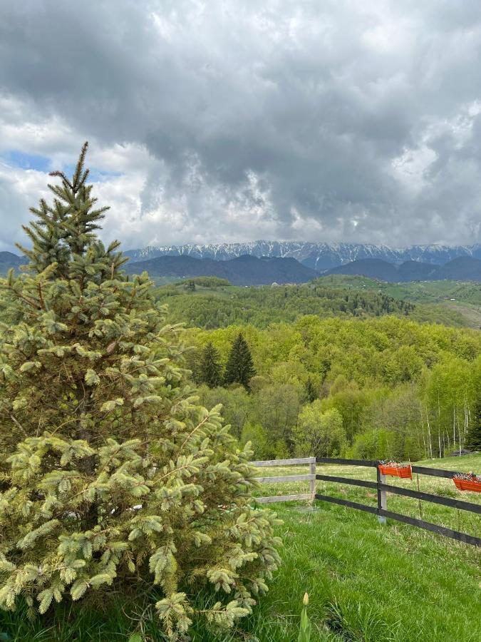 Готель Cabanuta Din Munti Моєчу-де-Жос Екстер'єр фото
